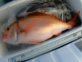 デカムツ＆赤いのの特餌に冷凍イワシ（10-12cm）はどう？