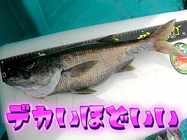 【動画】40センチ超×2とのやり取りをノーカットでどうぞ