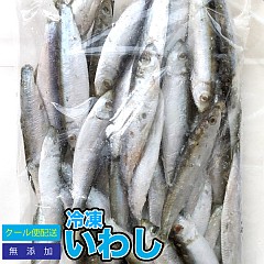 デカムツ＆赤いのの特餌に冷凍イワシ（10-12cm）はどう？