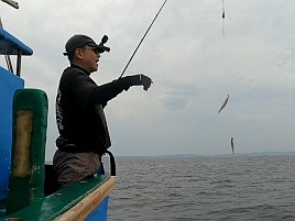 三歩のつもりが半歩かな？　2024年最終戦はシロギス39匹