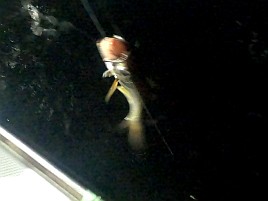 時化で眩暈が…それでも頑張って萬栄丸半夜クロムツ20匹♪