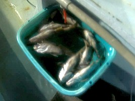 時化で眩暈が…それでも頑張って萬栄丸半夜クロムツ20匹♪