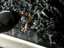 時化で眩暈が…それでも頑張って萬栄丸半夜クロムツ20匹♪