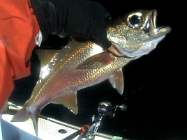 時化で眩暈が…それでも頑張って萬栄丸半夜クロムツ20匹♪