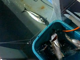 時化で眩暈が…それでも頑張って萬栄丸半夜クロムツ20匹♪
