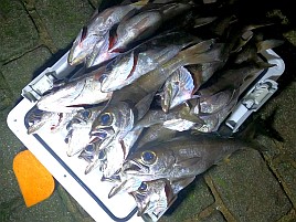 時化で眩暈が…それでも頑張って萬栄丸半夜クロムツ20匹♪