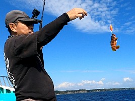 フグとベラに邪魔されて城ヶ島沖アカハタに癒してもらえず