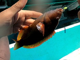 フグとベラに邪魔されて城ヶ島沖アカハタに癒してもらえず