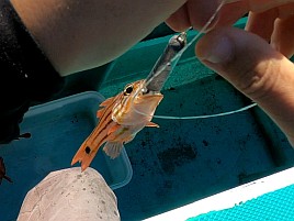 フグとベラに邪魔されて城ヶ島沖アカハタに癒してもらえず