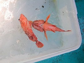 フグとベラに邪魔されて城ヶ島沖アカハタに癒してもらえず