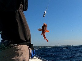 フグとベラに邪魔されて城ヶ島沖アカハタに癒してもらえず
