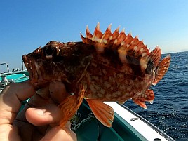 フグとベラに邪魔されて城ヶ島沖アカハタに癒してもらえず