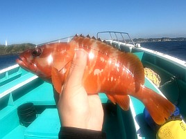 フグとベラに邪魔されて城ヶ島沖アカハタに癒してもらえず