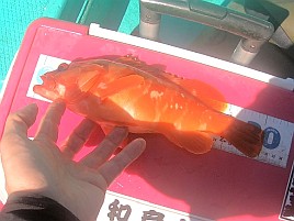 ブラクリで狙うアカハタの竿に船カレイ竿がちょうどよい？