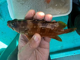 アカハタにもアカハタモドキさんなる親戚がいることを知る