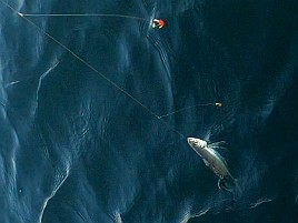 猿大アジになぜか嫌われフグになつかれる…でも48匹で十分