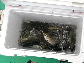 猿大アジになぜか嫌われフグになつかれる…でも48匹で十分