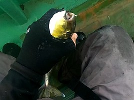 猿大アジになぜか嫌われフグになつかれる…でも48匹で十分