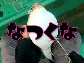 【動画】釣果は十分。でも動画のこと考えると目玉商品求む