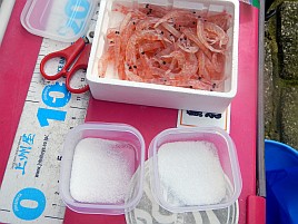 アマダイ開幕に向けオキアミの尻尾切りながら雨9mmかぁ～