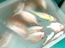 キダイ地獄に堕ちアマダイ大撃沈。カイワリにギリ救われる