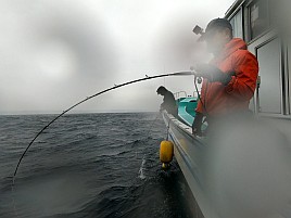 キダイ地獄に堕ちアマダイ大撃沈。カイワリにギリ救われる