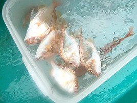 手のひらサイズのキダイは南蛮漬けという手があったと知る