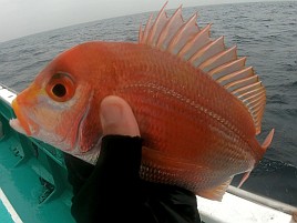 キダイ地獄に堕ちアマダイ大撃沈。カイワリにギリ救われる
