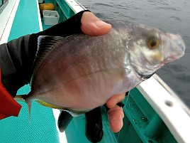 キダイ地獄に堕ちアマダイ大撃沈。カイワリにギリ救われる