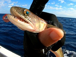 シャクれど気配なく撃沈覚悟も突然入れパク!! カイワリ16匹