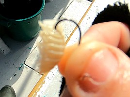 シャクれど気配なく撃沈覚悟も突然入れパク!! カイワリ16匹