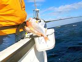 シャクれど気配なく撃沈覚悟も突然入れパク!! カイワリ16匹