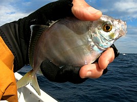 シャクれど気配なく撃沈覚悟も突然入れパク!! カイワリ16匹