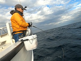 シャクれど気配なく撃沈覚悟も突然入れパク!! カイワリ16匹