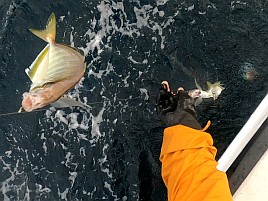 シャクれど気配なく撃沈覚悟も突然入れパク!! カイワリ16匹