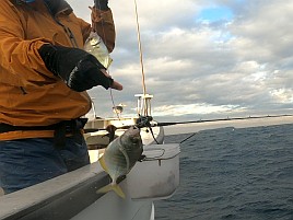 シャクれど気配なく撃沈覚悟も突然入れパク!! カイワリ16匹