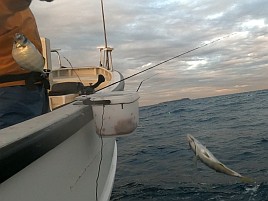シャクれど気配なく撃沈覚悟も突然入れパク!! カイワリ16匹