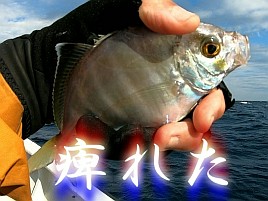 【動画】入れパク天国ではカメラの面倒見ている暇なかった
