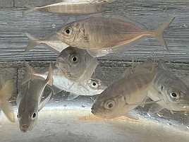 人工交雑魚はカイワリ×アジ以外にブリヒラ、クエタマもいた