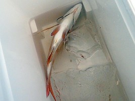 アマラバでエソとフグ、餌でミノカサゴとマダイ…以上です