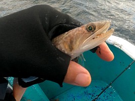 アマラバでエソとフグ、餌でミノカサゴとマダイ…以上です