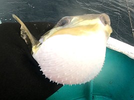 アマラバでエソとフグ、餌でミノカサゴとマダイ…以上です