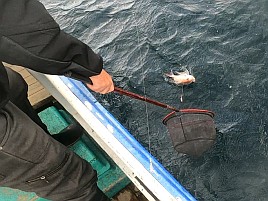 アマラバでエソとフグ、餌でミノカサゴとマダイ…以上です