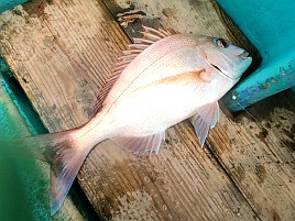 アマラバでエソとフグ、餌でミノカサゴとマダイ…以上です