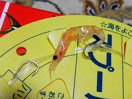 今週はいなの丸のコマセ五目で脂ぶりぶりイサキを狙うぞ♪
