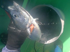 久里浜のイサキから絶縁状もらってたの忘れてたよ…大撃沈