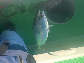 久里浜のイサキから絶縁状もらってたの忘れてたよ…大撃沈