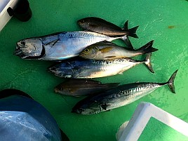 久里浜のイサキから絶縁状もらってたの忘れてたよ…大撃沈