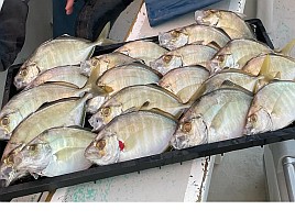 治久丸船長と初島沖は裏切らない！ カイワリ19匹と大満足