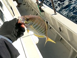 治久丸船長と初島沖は裏切らない！ カイワリ19匹と大満足
